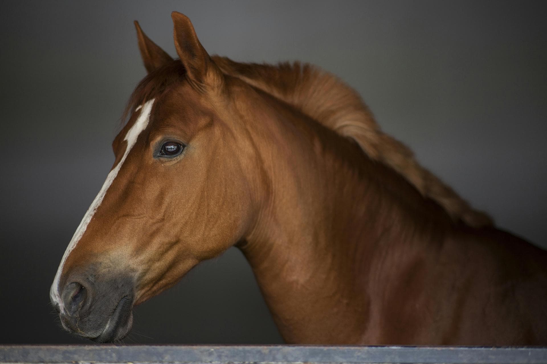 Vet Prices in Gloucestershire