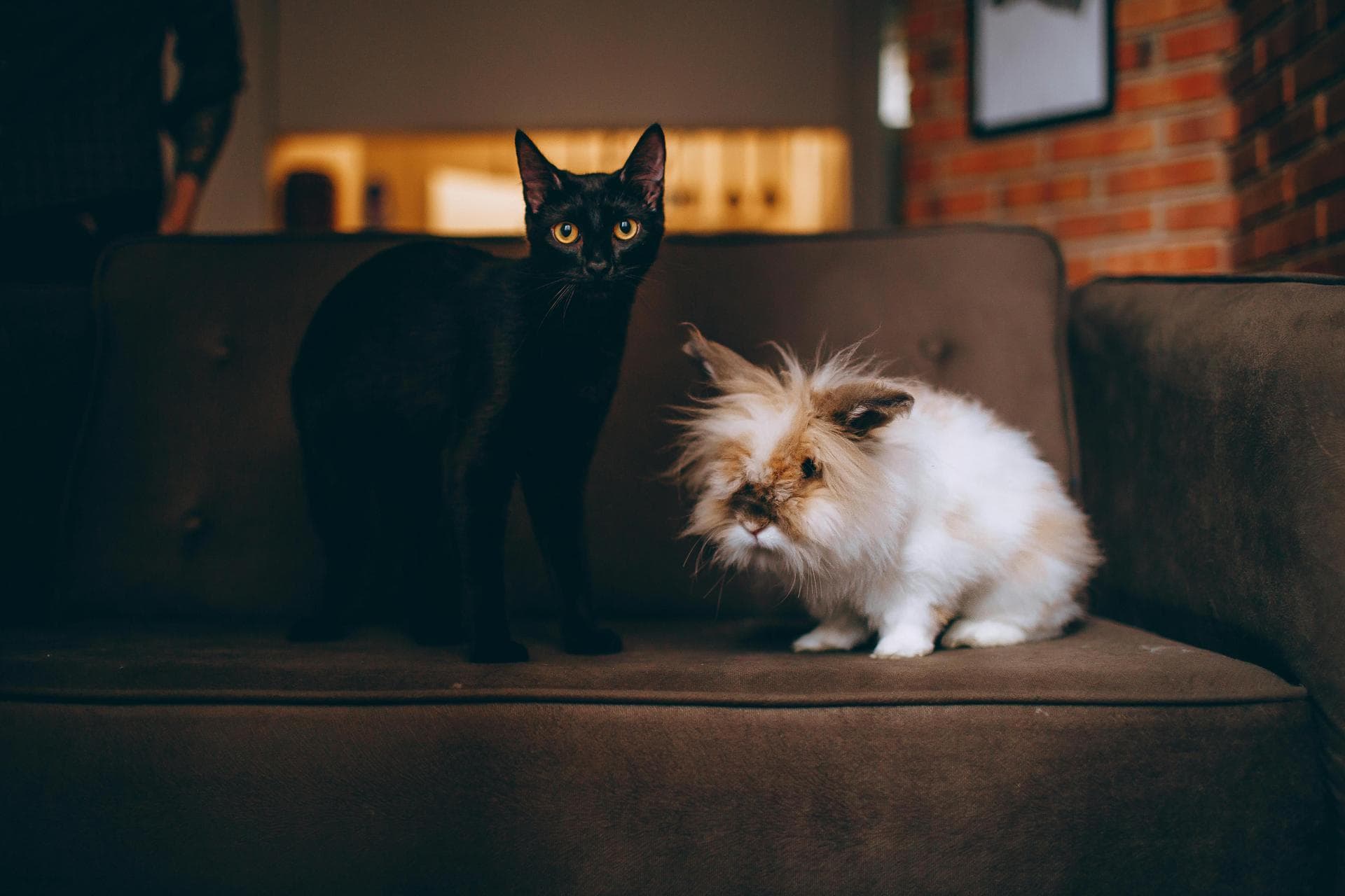 Cat Euthanasia Put Down Prices in Gloucestershire