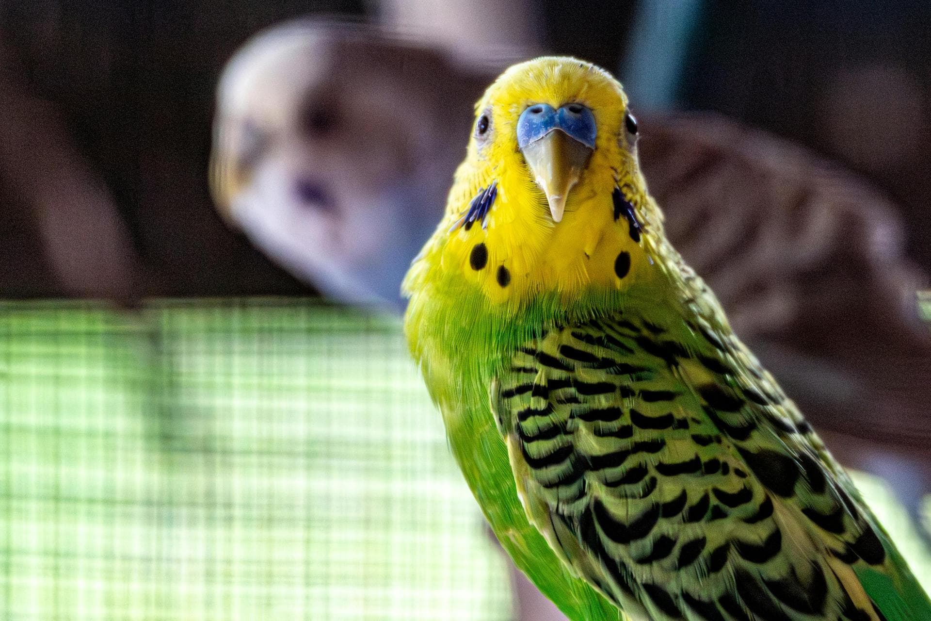 Dog & Cat Vets in Longhope