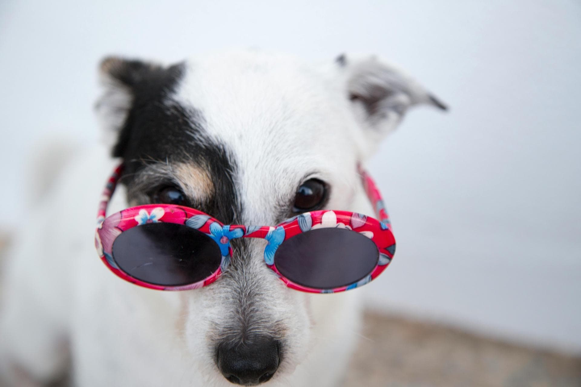 Dog Euthanasia Put Down Prices in Gloucestershire